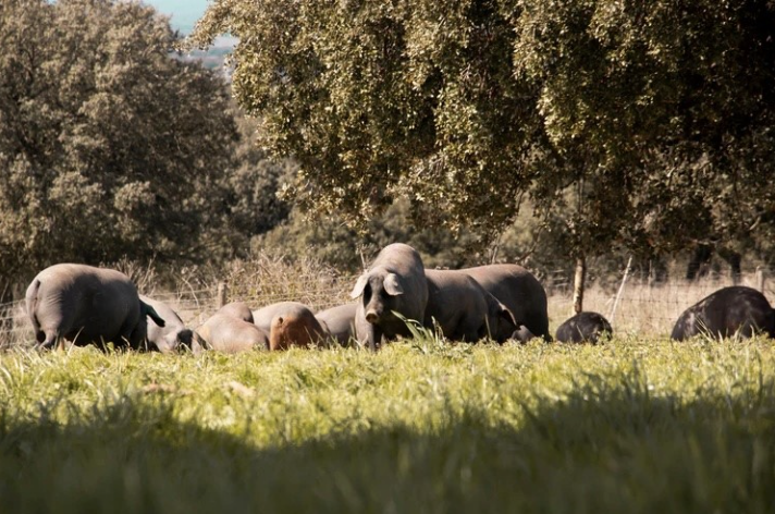 Jamón Ibérico, The New Wagyu
